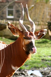 Eastern Bongo at Edinburgh Zoo