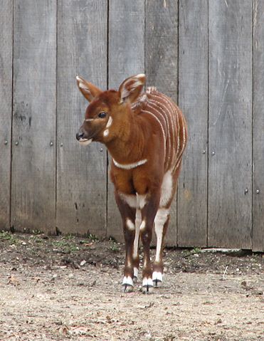 Image:Baby Bongo 002.jpg