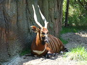 Bongo at John Ball Zoo, Grand Rapids, Michigan.