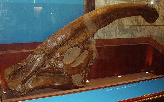 Image:Parasaurolophus skull NHM.jpg