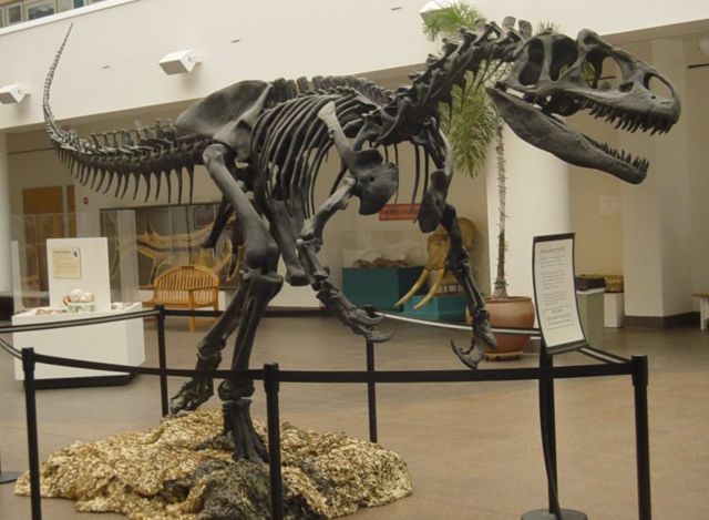 Image:Allosaurus SDNHM.jpg