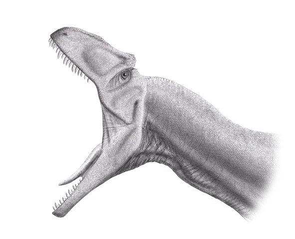 Image:Allosaurus Jaws Steveoc86.jpg