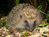 An urban hedgehog out foraging at night.