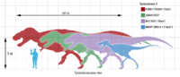 Various specimens of Tyrannosaurus rex with a human for scale.