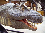 T. rex head reconstruction at the Oxford University Museum of Natural History.