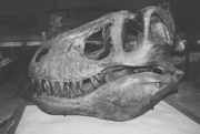 Skull of T. rex,  type specimen at the Carnegie Museum of Natural History. This was heavily and inaccurately restored with plaster after Allosaurus, and has since been disassembled.