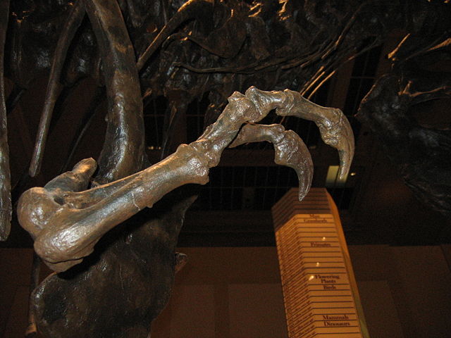 Image:Tyrannosaurus (arm).jpg