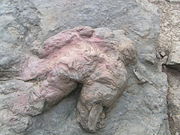 The probable Tyrannosaurus rex footprint from New Mexico.