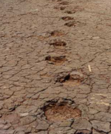 A sequence of sauropod footprints. No such sequence has yet been reported for tyrannosaurs, making gait and speed estimates difficult.