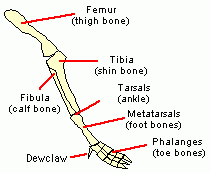 Skeletal anatomy of a T. rex right leg.