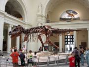 "Sue" the Tyrannosaurus, Field Museum of Natural History, Chicago, showing the forelimbs. The 'wishbone' is between the forelimbs.