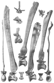 Illustration of Spinosaurus dorsal vertebrae by Ernst Stromer.