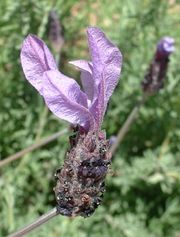 Flower of cultivated lavender; Lavandula stoechas or Spanish lavender