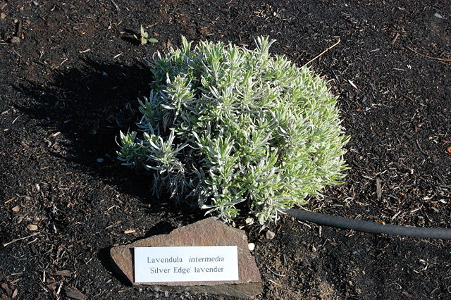 Image:Lavandula intermedia.jpg