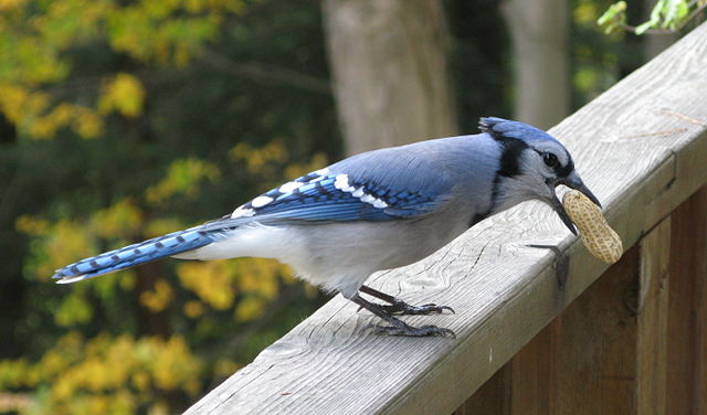 Image:Blue Jay with Peanut.jpg