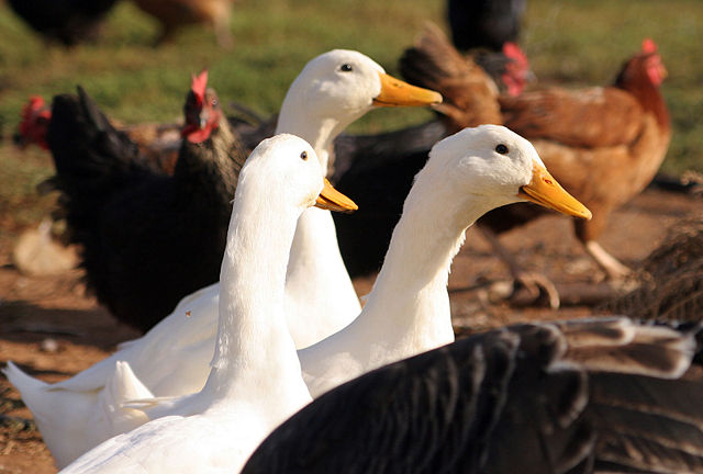 Image:Ducks and poultry.jpg