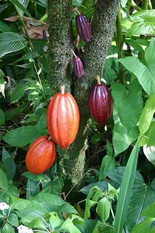 Image:Cocoa Pods.JPG