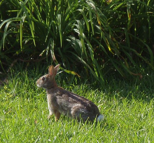 Image:Rabbit side view.JPG