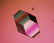 A single crystal of lysozyme.