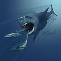 Megalodon.