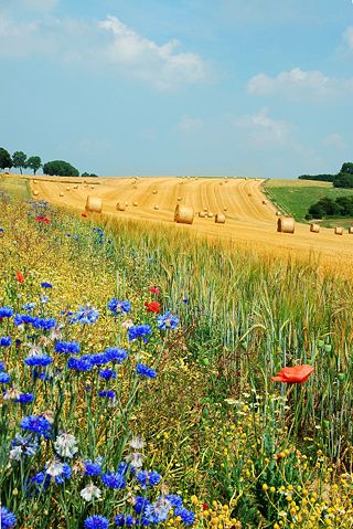 Image:Field Hamois Belgium Luc Viatour.jpg