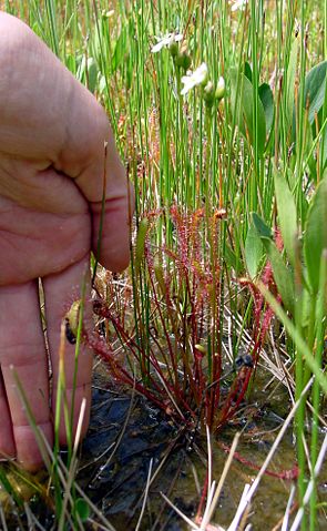 Image:Drosera anglica habit.jpg