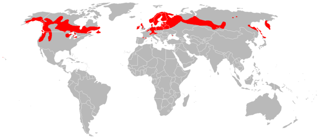 Image:Drosera anglica distribution.png