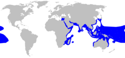 Range of blacktip reef shark