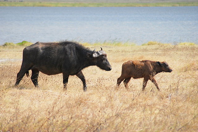 Image:Cape Buffalo calf.jpg