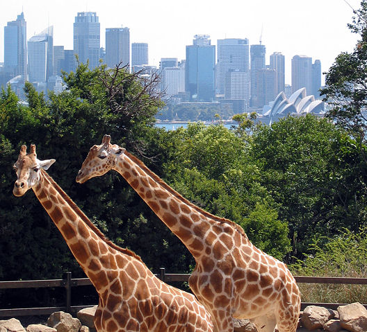 Image:Sydney taronga zoo.jpg