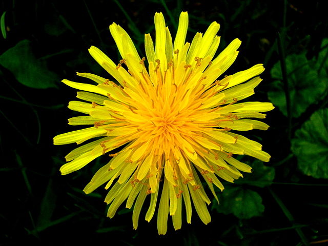 Image:Top view of a dandelion.JPG