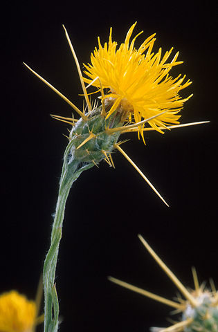 Image:Yellow star thistle.jpg