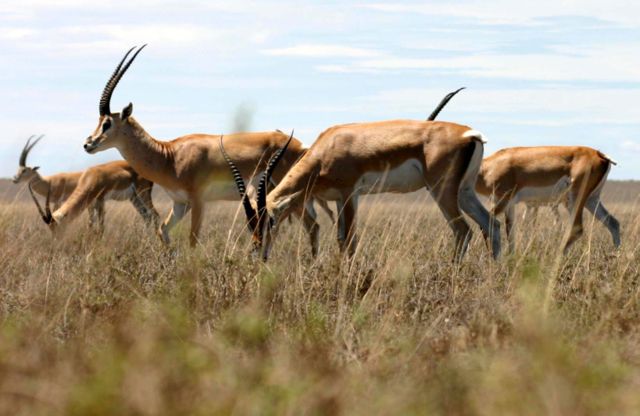 Image:Grant's-gazelle.jpg