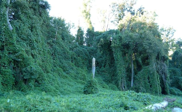 Image:Kudzu on trees in Atlanta, Georgia.jpg