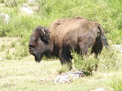 American Bison (Bison bison)