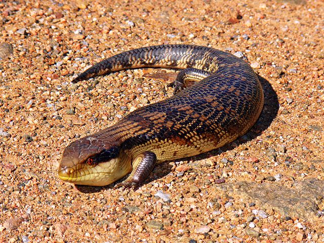 Image:Blue-toungued skink444.jpg