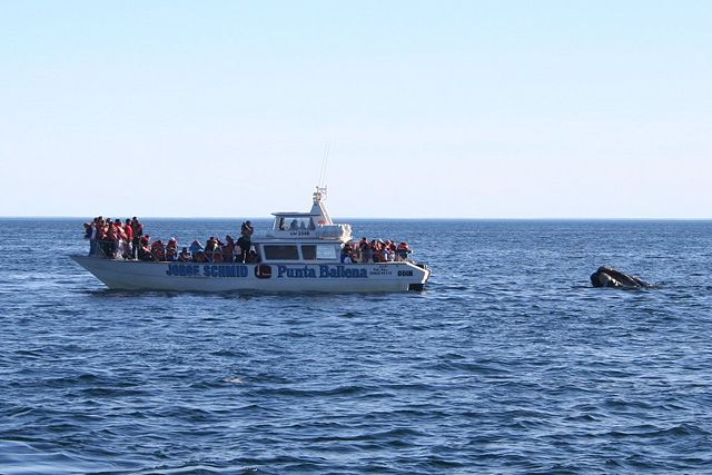 Image:Southern right whale7.jpg