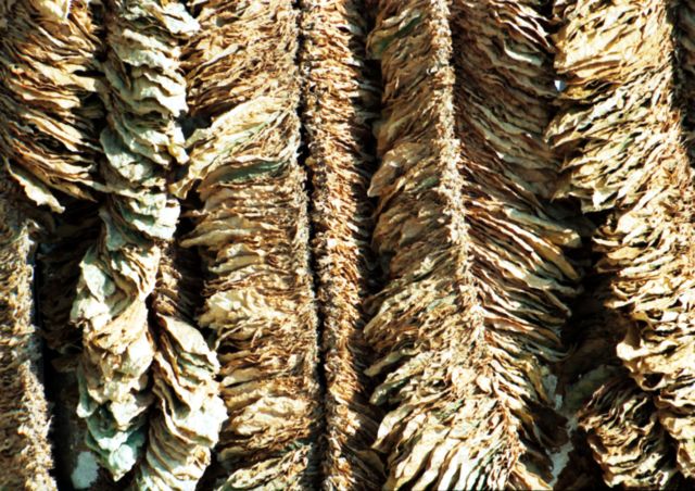 Image:Basma-tobacco-drying.jpg