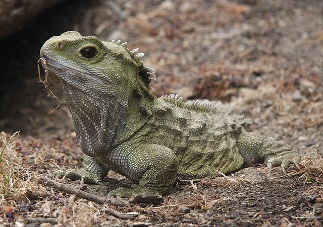 Image:Tuatara.jpg