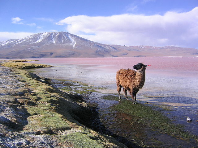 Image:Llama en la laguna Colorada Potosí Bolivia.jpg