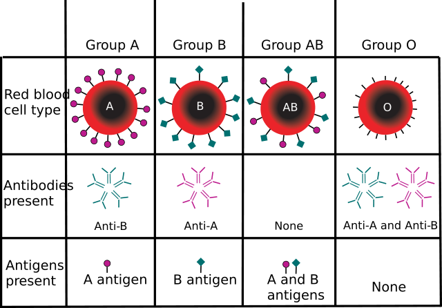 Image:ABO blood type.svg