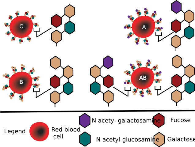 Image:ABO blood group diagram.svg