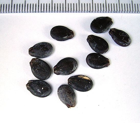 Image:Citrullus lanatus ies.jpg