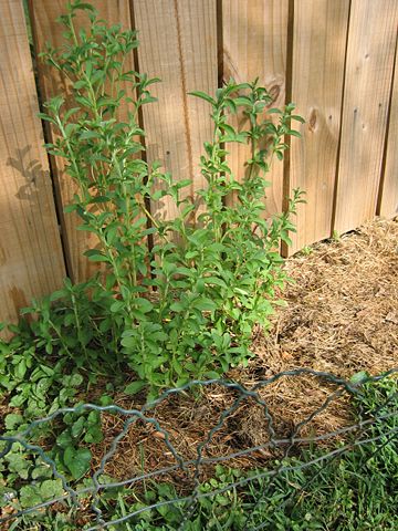 Image:Stevia(July).JPG