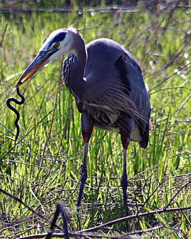 Image:Heron with snake.JPG