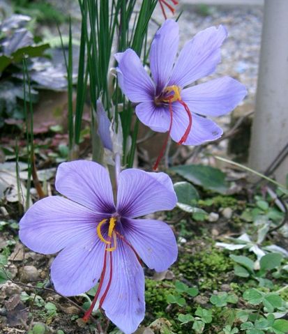 Image:Crocus sativus2.jpg