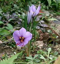 Saffron crocuses flowering in a garden in Osaka Prefecture (大阪府), Kansai, Honshū, Japan.