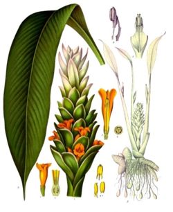 Curcuma longa