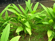 Turmeric plant