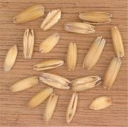 Oat grains in their husks